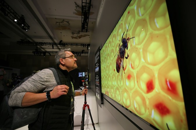 fl2019_8k_picture_quality